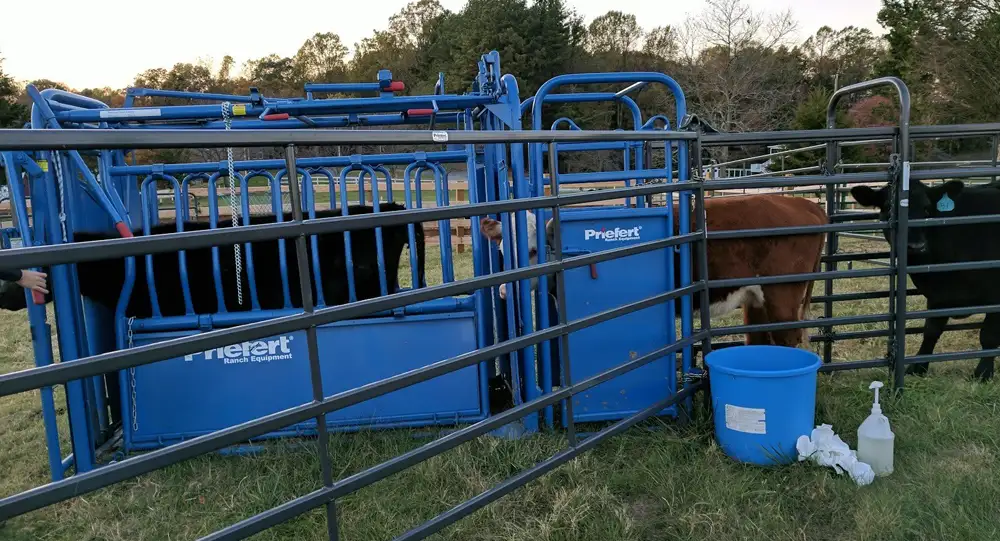 a Southern Maryland Meats cattle chute