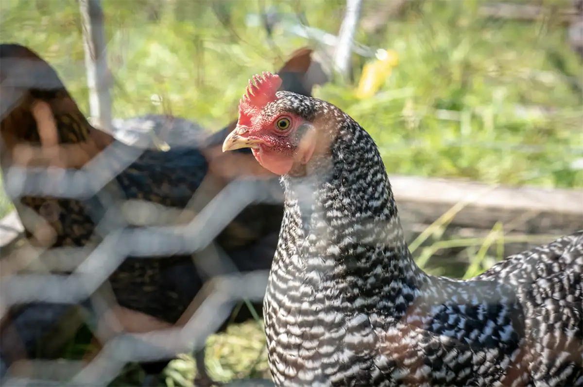 Longview Farm chickens